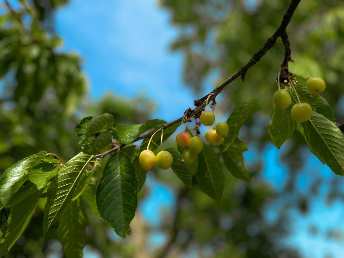 Green Oasis Garden Šenčur 外观 照片