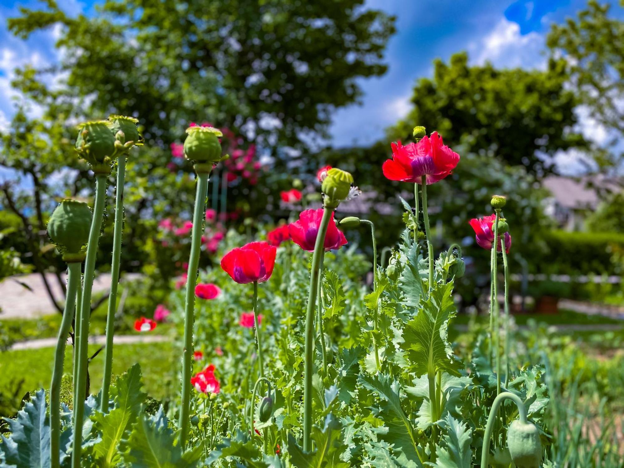 Green Oasis Garden Šenčur 外观 照片